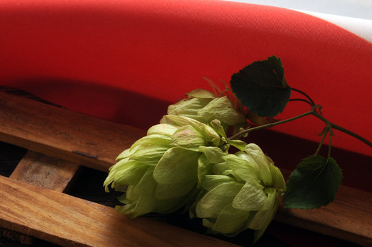 Humulus lupulus Chmiel zwyczajny Hmelj Hamei Chmel ot&aacute;čiv&yacute; Chmeľ obyčajn&yacute; Humala Houblon Luppolo Hop Echter Hopfen 