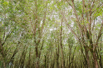 Rubber tree garden