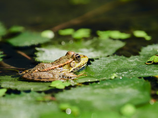 Marsh Frog in the Danube Delta, Romania

