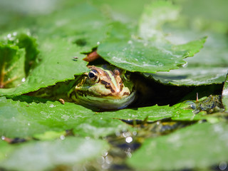 Marsh Frog in the Danube Delta, Romania
