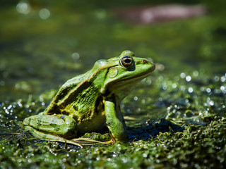 Marsh Frog in the Danube Delta, Romania
