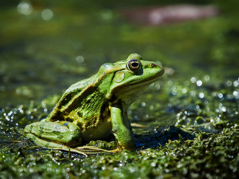 Marsh Frog in the Danube Delta, Romania
