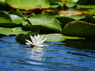 Water lily in the Danube delta, Tulcea, Romania
