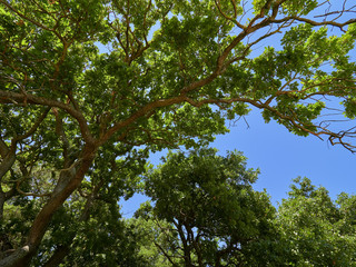 Old Letea Oak Forest, amazing tourist attraction in Danube Delta, Romania
