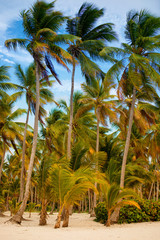 The tropical forest, palm trees on the beach background of palm trees.