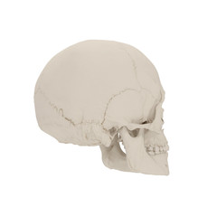 Female Human Skull on white. 3D illustration