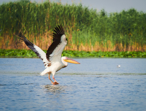 Pelicans in The Danube Delta, Tulcea, Romania

