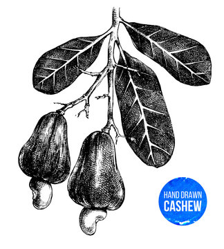 Hand Drawn Cashew Tree Branch