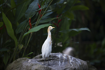 bird on the rock 