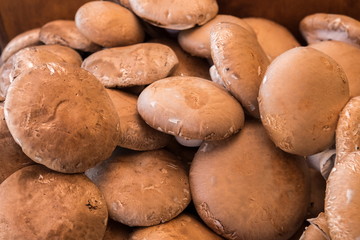 fresh portobello champignons for sale at city farmers market