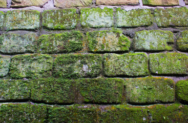 Brick wall with moss and lichen