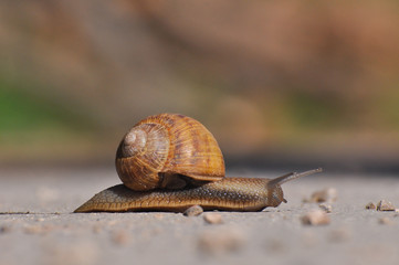 Snail crawling on the asphalt road. Burgundy snail, Helix, Roman snail, edible snail or escargot crawling