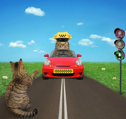 The cat is he trying to catch a cab near the traffic light.