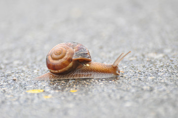 Snail crawling on the asphalt road. Burgundy snail, Helix, Roman snail, edible snail or escargot crawling