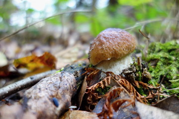 Boletus reticulatus ( Boletus aestivalis, and known as the summer cep) growing in the forest.