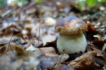 Boletus reticulatus ( Boletus aestivalis, and known as the summer cep) growing in the forest.