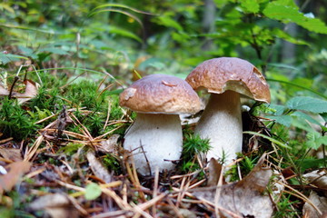 Boletus reticulatus ( Boletus aestivalis, and known as the summer cep) growing in the forest.