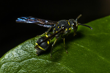 Hornet on leaves green
