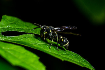 Naklejka premium Hornet on leaves green