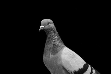Graceful dove on a black background. The bird's eyes. Doves a symbol of peace.