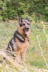 German shepherd dog in sunny autumn