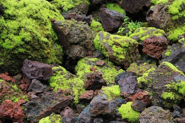mousse verte sur pouzzolane rouge