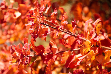 Colorful foliage with shallow depth of field in a public park in the fall