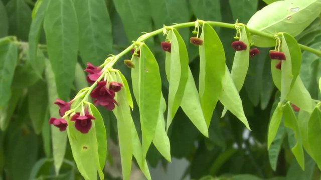 sauropus androgynus flower in garden 