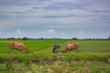 Fototapeta na wymiar Cow eating grass or rice straw in rice field with blue sky, rural background.
