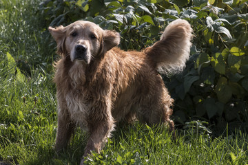 Obraz premium Golden Retriever Dog running