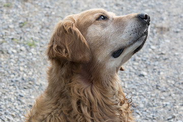 Head of a Golden Retriever Dog