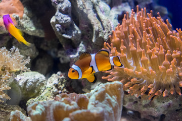 Plakat Nemo Fish on the sea