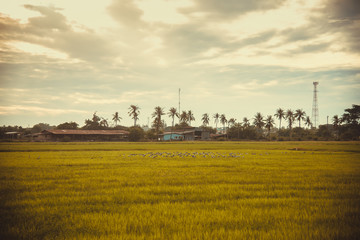 Fototapeta na wymiar Rice field green grass blue sky cloud cloudy landscape background,