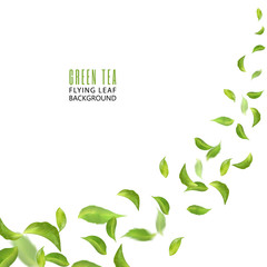 Obraz premium Flying green leaves on white background. Leaves in the wind. Fresh spring foliage. Vector illustration. Tea advertising concept, environment and ecology backdrop