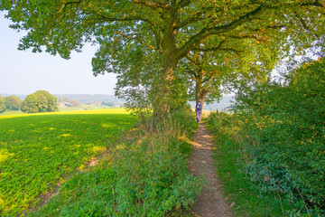 Path through a field in sunlight in autumn