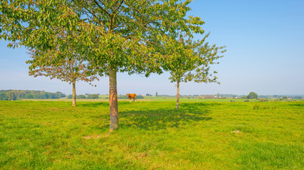 Fototapeta na wymiar Cows in a meadow with trees in sunlight at fall
