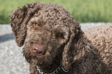 Head of a Lagotto Dog