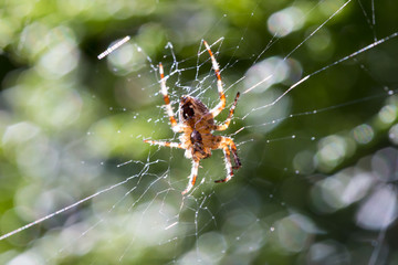 Spider in a web
