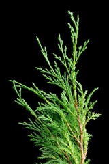 Beautiful Juniper Branch on Black Background