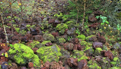 mousse verte sur pouzzolane rouge