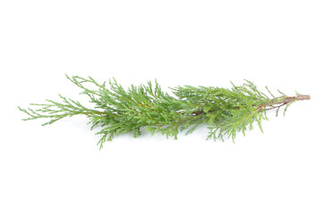 Juniper Branch Isolated on White Background