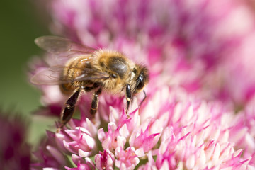 Bee sucking nectar