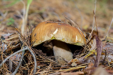 Edible mushroom