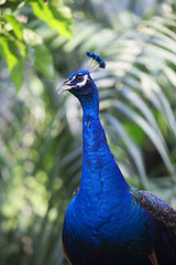 Obraz premium peacock 25