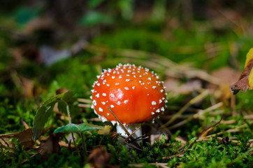Amanita mushroom