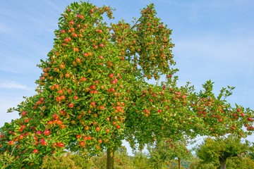 Fototapeta na wymiar Fruit trees in an orchard in sunlight in autumn