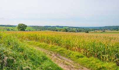 Fototapeta na wymiar Corn growing in a field in sunlight in autumn