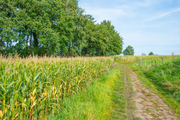 Fototapeta na wymiar Corn growing in a field in sunlight in autumn
