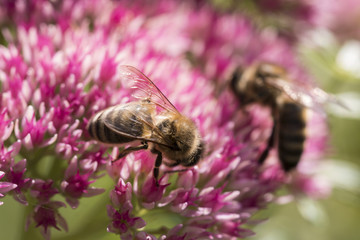 Bee sucking nectar