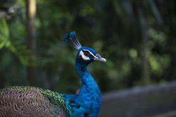 peacock